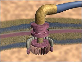 flagellum